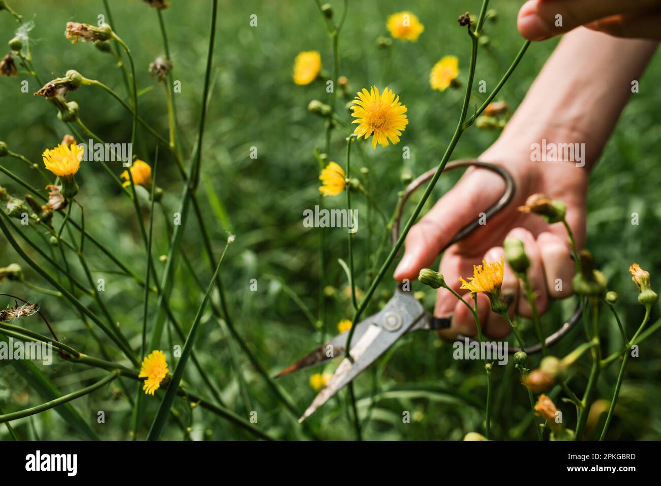 Von Hand geschnittene gelbe Blume Crepis tectorum, Narrowleaf Habichtsbart oder „Enghaved Hawk's-Bart“, der im Sommer auf der Wiese wächst, zur Verwendung in Stockfoto
