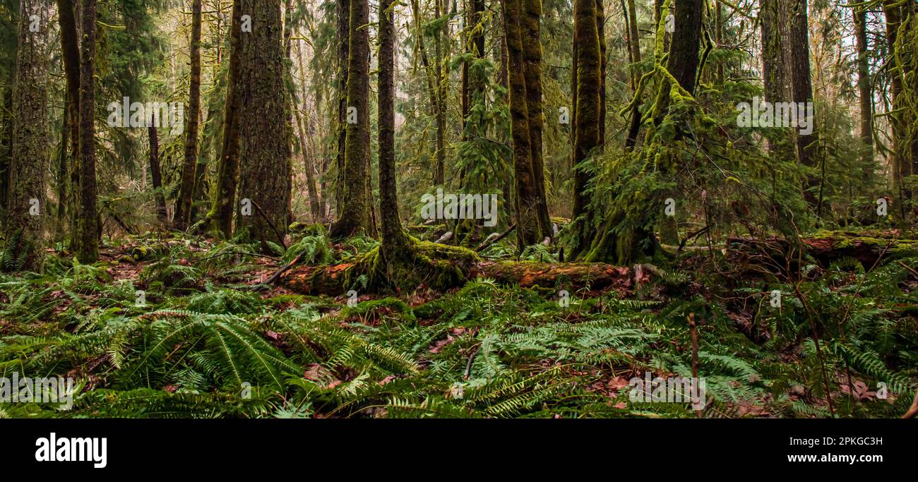 Regenwald im Frühling, neblig und ruhig, mit großen Fir Bäumen, Zedern, Alders und Ahornholz ohne Blätter. Farne und kleine Büsche. Stockfoto