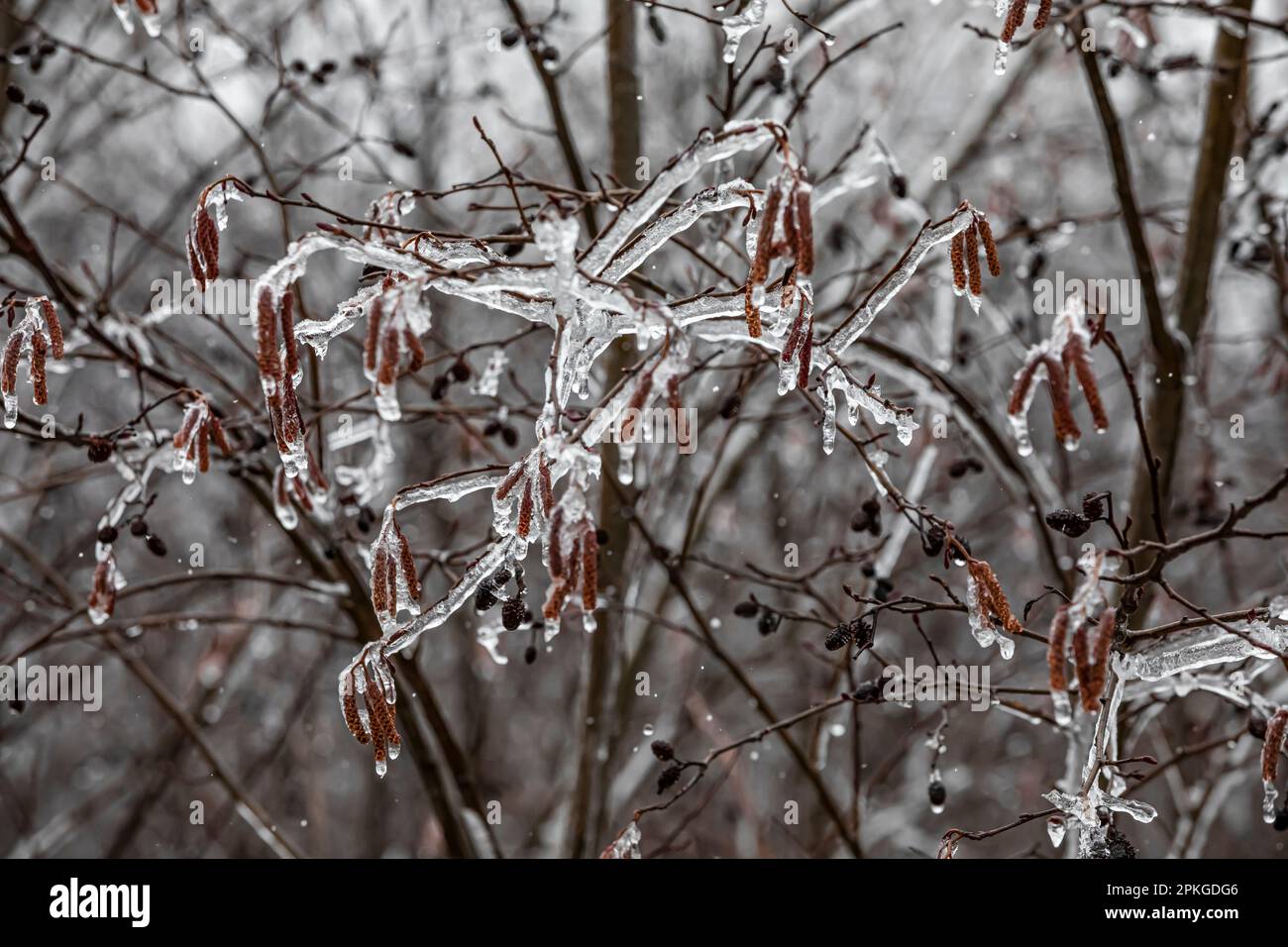 Gesprenkelte Alder, Alnus incana subsp. Rugosa, nach einem Eissturm im März in Zentral-Michigan, USA Stockfoto