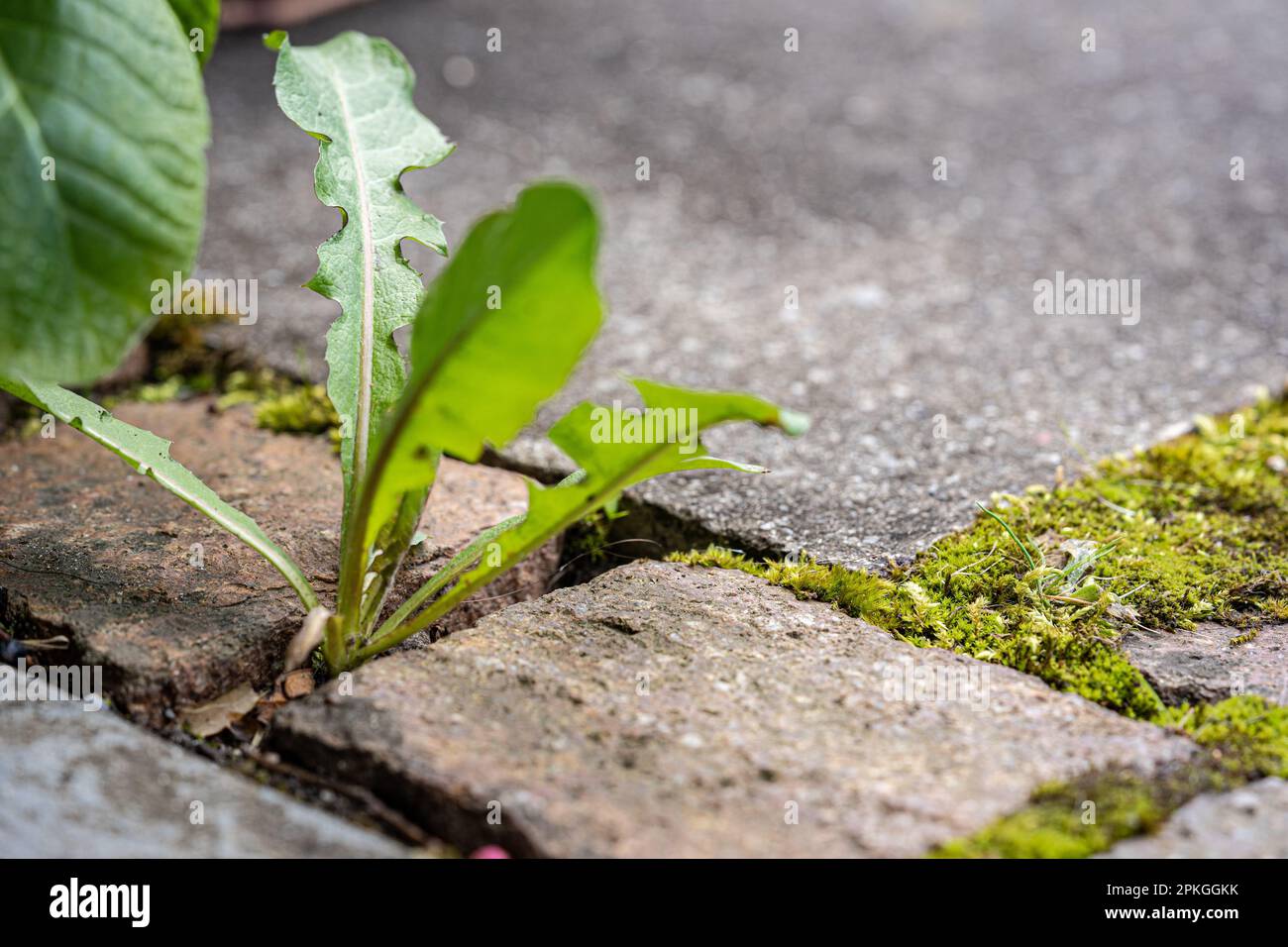 Löwenzahn, Unkraut und Moos wachsen zwischen Kopfsteinpflaster. Stockfoto