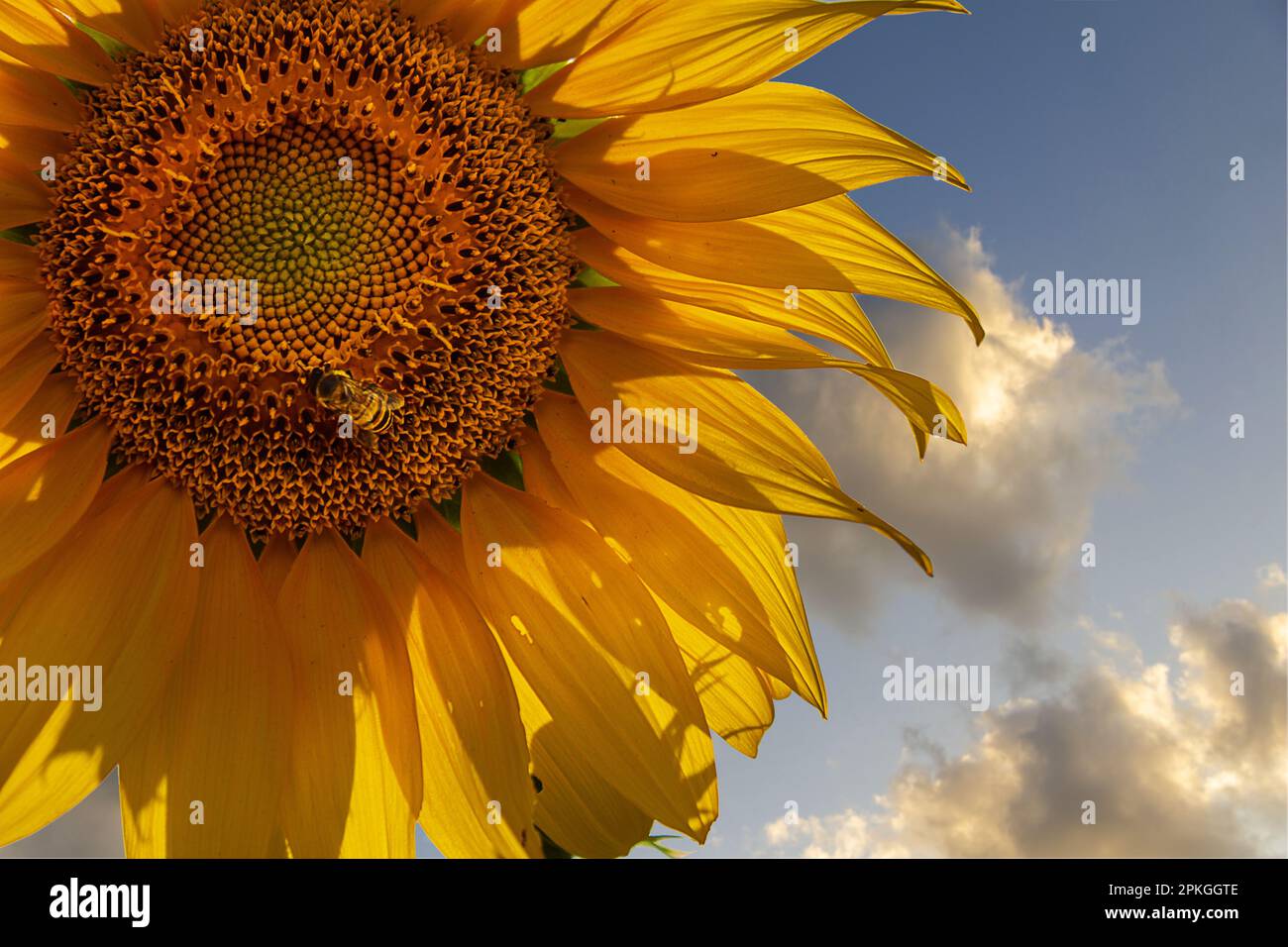 Goias, Goias, Brasilien – 06. April 2023: Details einer gelben Sonnenblume mit einer Biene in der Mitte und dem Himmel im Hintergrund. Stockfoto