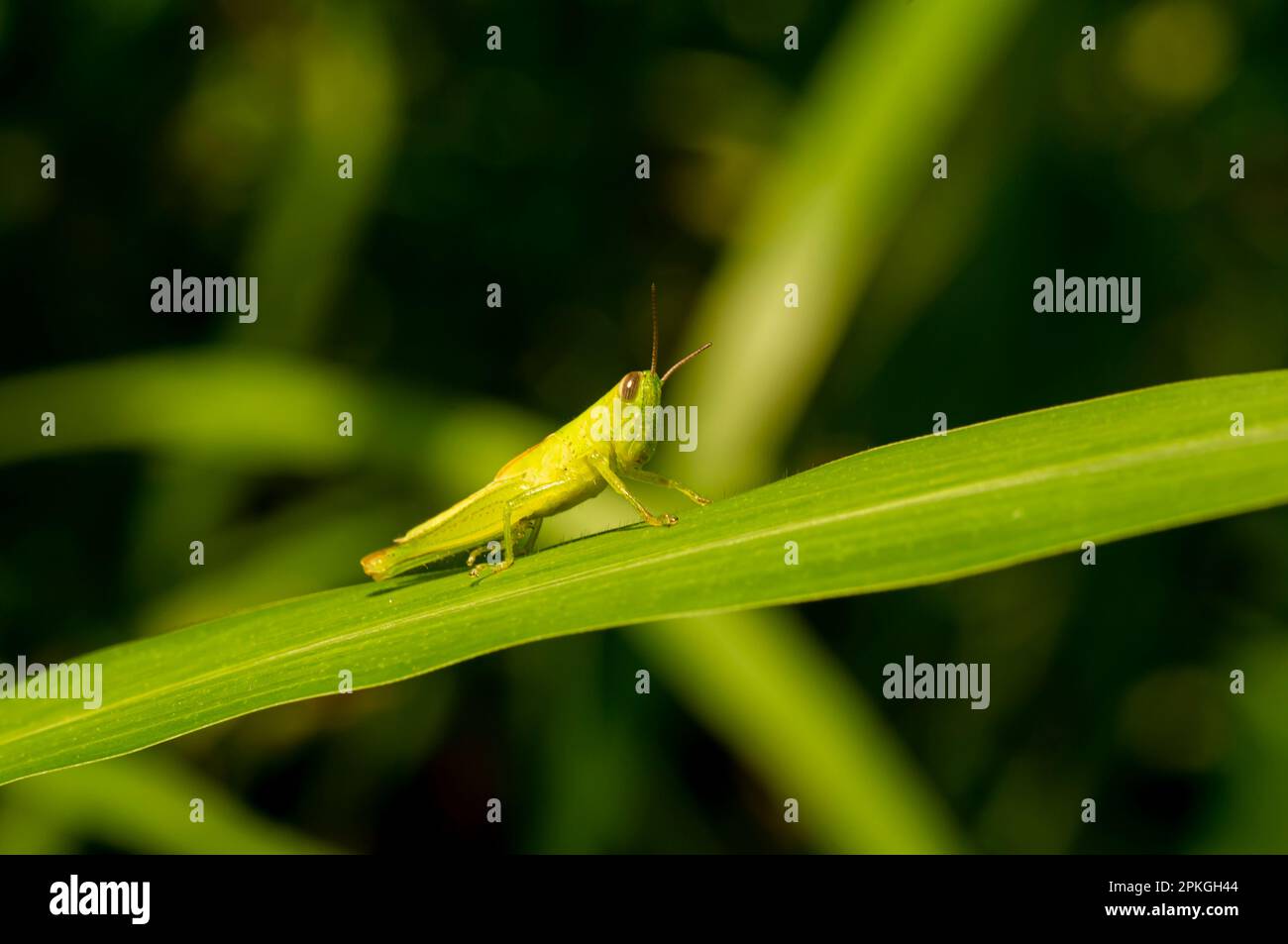 Ein schöner grüner Heuschrecken mit unscharfem Hintergrund Stockfoto