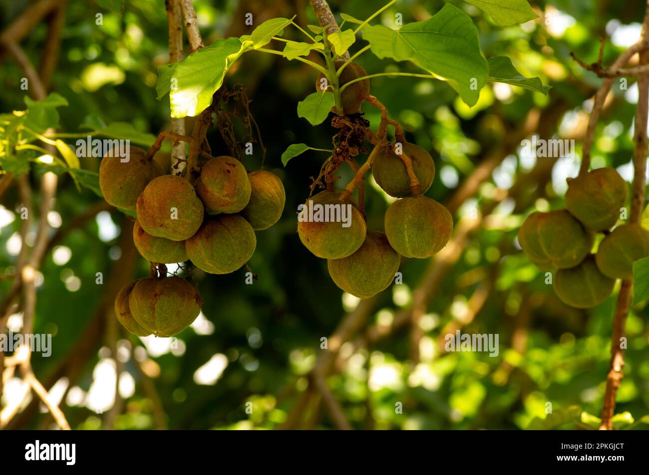 Kemiri sunan (Reutealis trisperma), ein Werk, das Potenzial als Rohstoff für Biodiesel hat Stockfoto