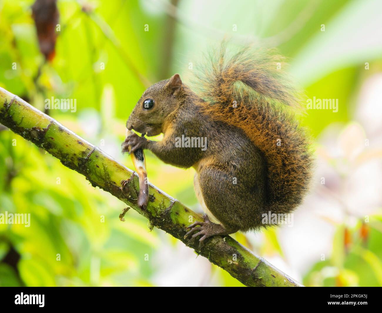 Eichhörnchen (Sciurus sp.), Esquinas Rainforest Lodge, Costa Rica Stockfoto