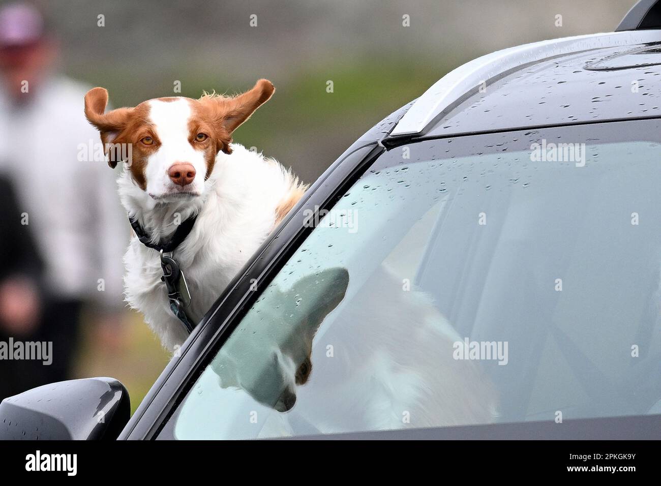 Pacific Grove, Kalifornien, USA. 7. April 2023. Ein Hund lehnt sich aus einem Autofenster und genießt die Geräusche und Gerüche des Ozeans. Ein Gesetzesentwurf, der durch die Legislative in Florida geht, würde es Hunden in diesem Staat verbieten, ihren Kopf aus Autofenstern zu stecken. (Kreditbild: © Rory Merry/ZUMA Press Wire) NUR REDAKTIONELLE VERWENDUNG! Nicht für den kommerziellen GEBRAUCH! Stockfoto