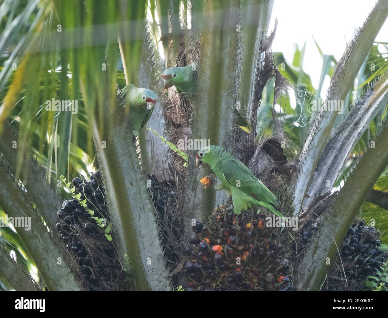 Rotloraal (Amazona autumnalis salvini), La Gamba, Costa Rica Stockfoto