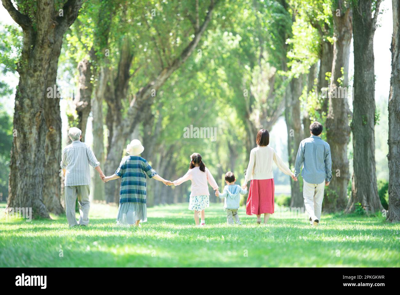 Rückansicht einer Familie von drei Generationen, die eine Reihe von Pappelbäumen entlang spaziert Stockfoto