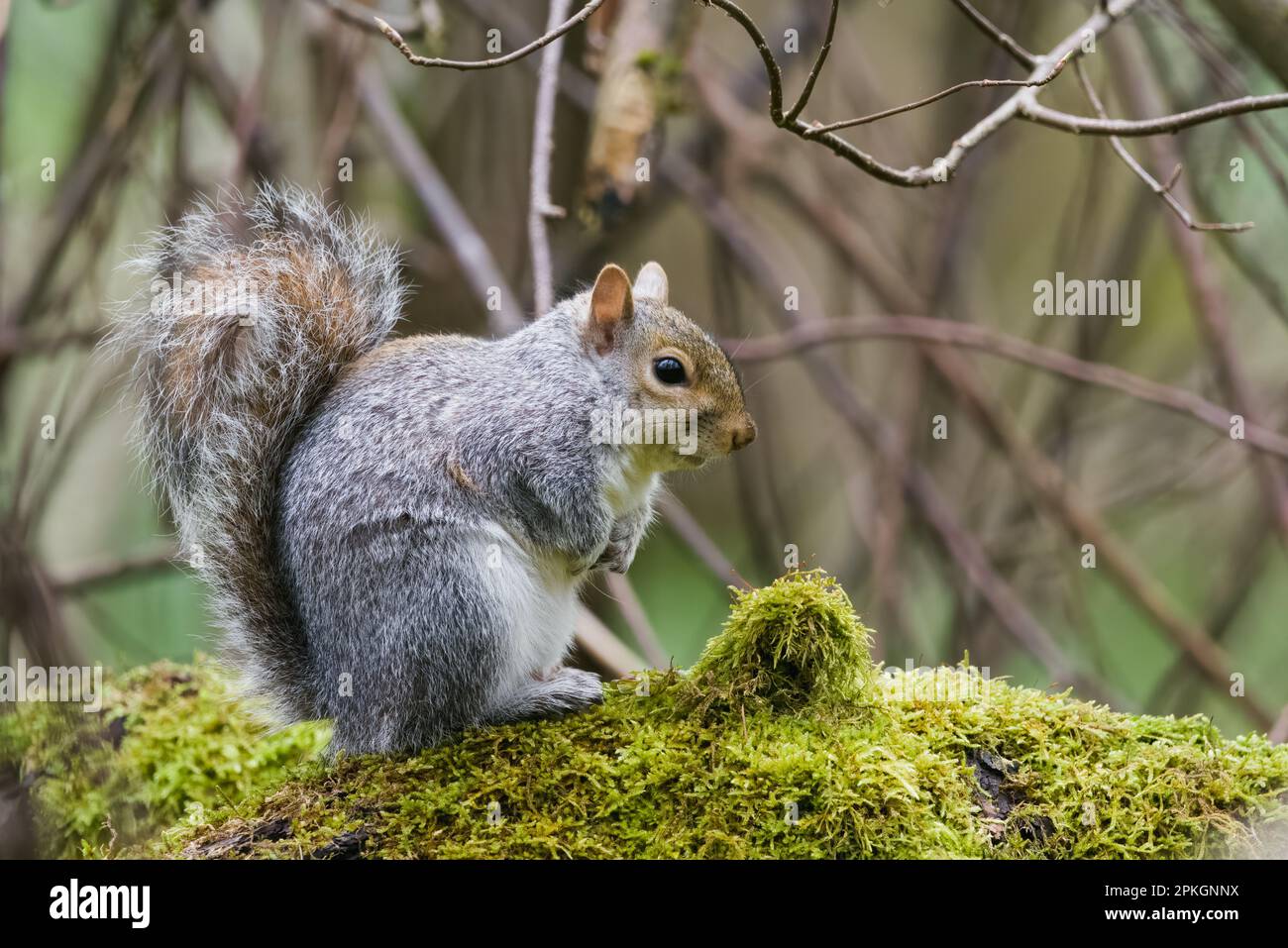 Graues Eichhörnchen (Sciurus carolinensis) in Perth, Perthshire, Schottland. Stockfoto