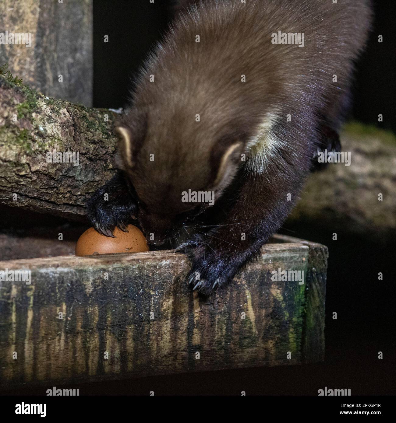 Pine Marten stiehlt ein Ei Stockfoto