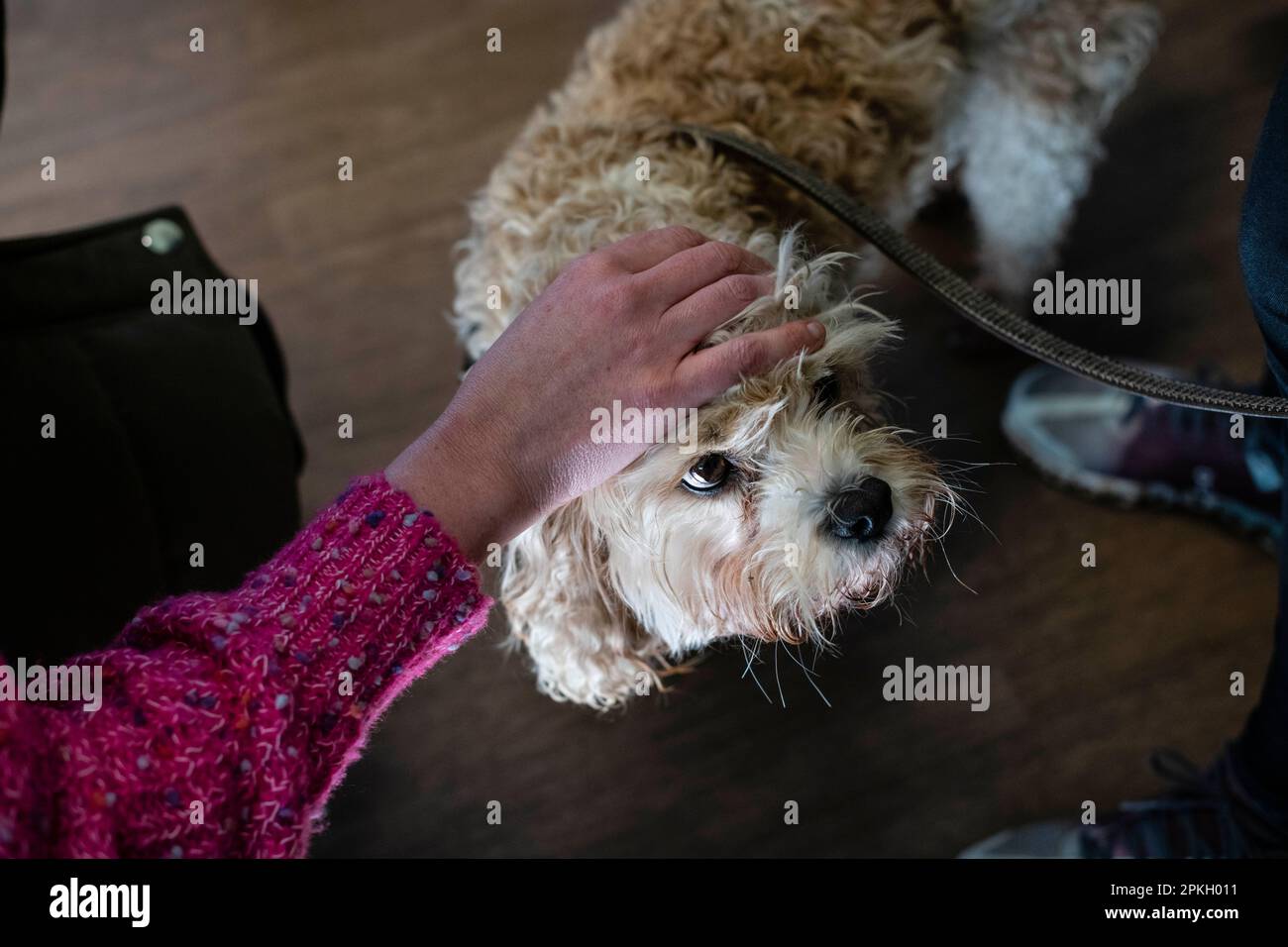 Terrier, der Hund schaut weg, der Hund wird gestreichelt Stockfoto