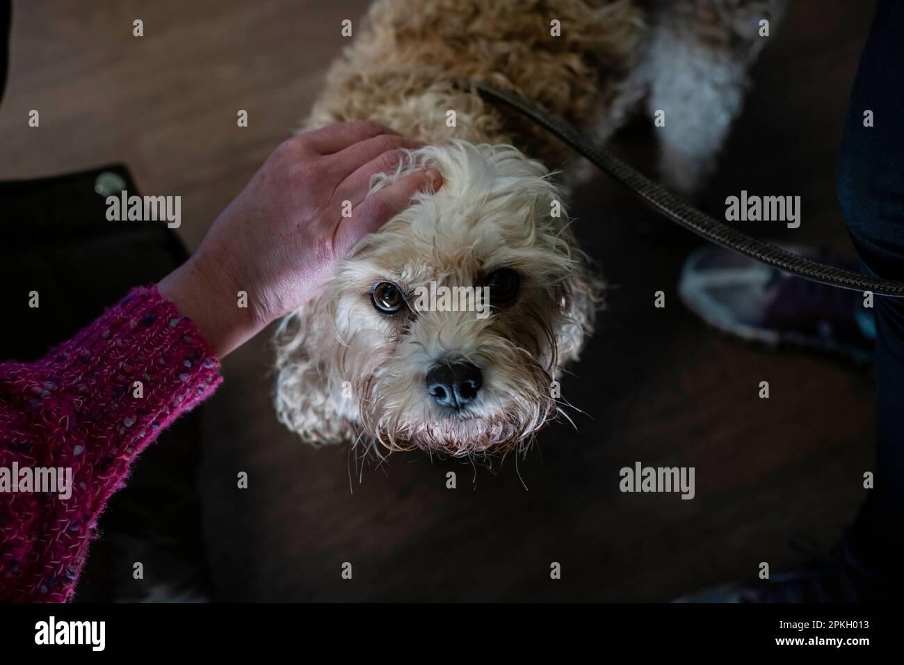 Terrier, der Hund schaut in die Kamera Stockfoto