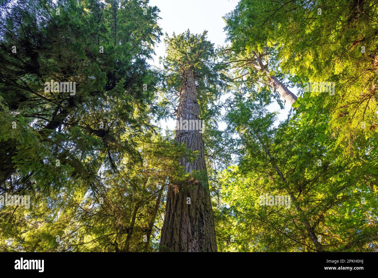 Riese Douglas Fir (Pseudotsuga menziesii), höchster Baum des Macmillan Provincial Park, Cathedral Grove, Vancouver Island, British Columbia, Kanada. Stockfoto