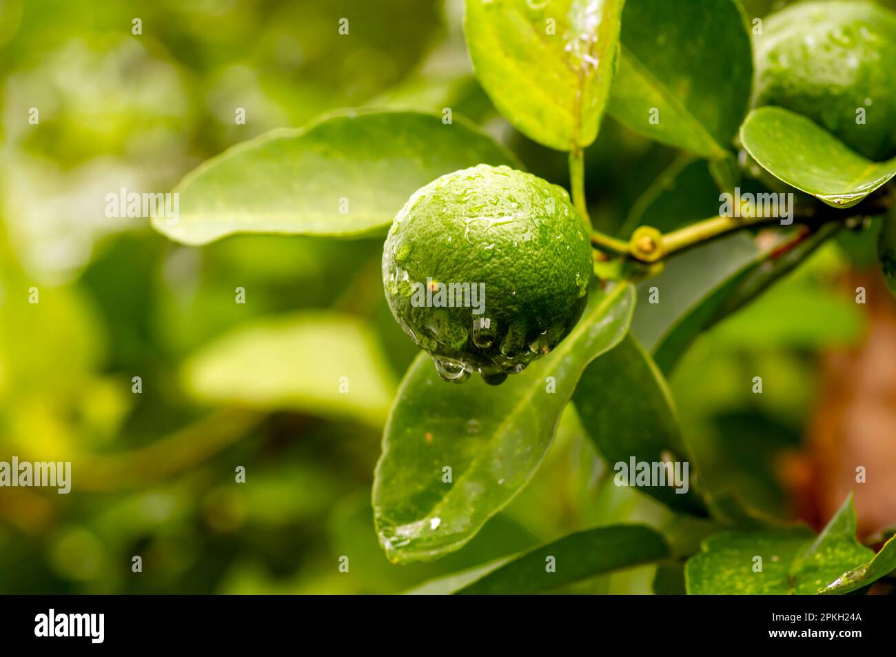 Frische Zitrone, Limette (Citrus aurantifolia) am Baum Stockfoto