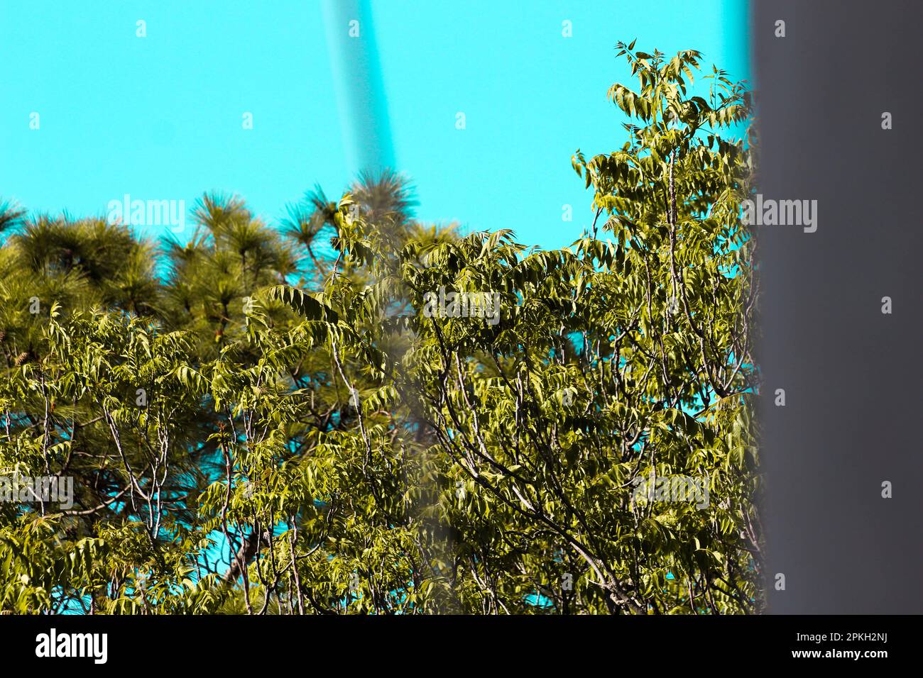 Blätter auf Zweigen mit blauem Himmel Stockfoto