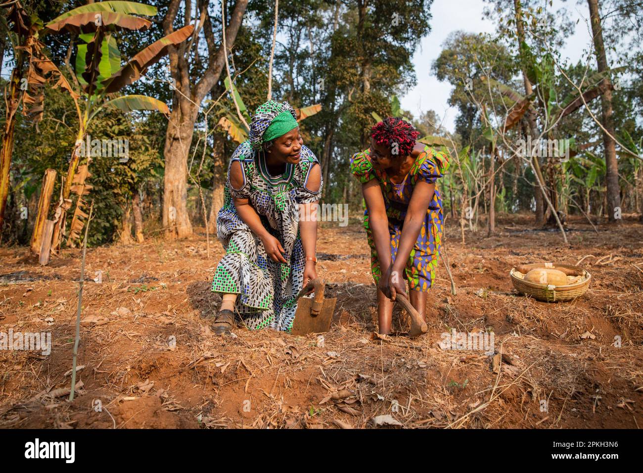 Zwei Bauerninnen, Frauen und Landwirtschaft, hacken die Felder glücklich in Afrika Stockfoto