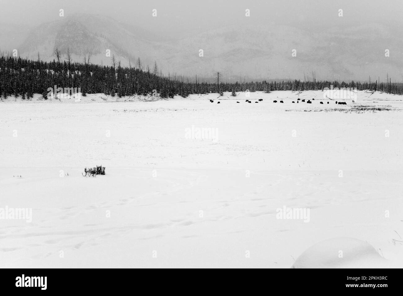 Im Winter liegt die amerikanische Bisons-Herde im Yellowstone-Nationalpark Stockfoto