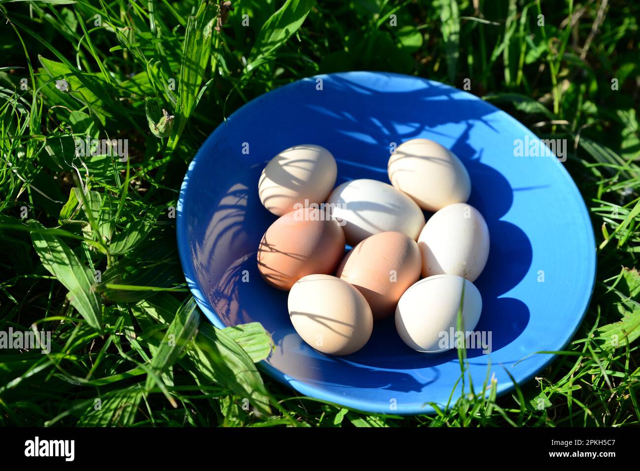 Teller mit verschiedenen Eiern auf grünem Gras draußen, Blick von oben Stockfoto