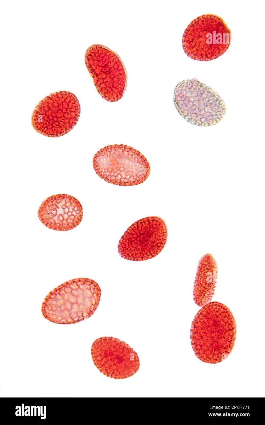 Lily Pollen, ganze Halterung, 80X Lichtmikroskop. Rot gefärbte Pollenkörner, eine feine, grobe pulverförmige Substanz, unter Lichtmikroskop. Stockfoto