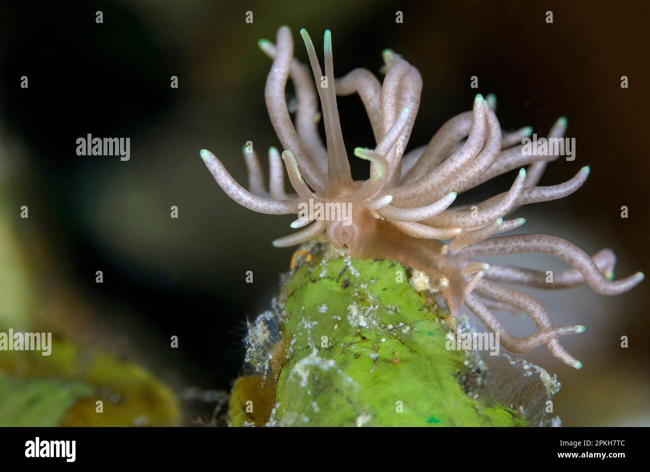 Nudibranch, Phyllodesmium briareum, Romblon, Philippinen, Pazifik Stockfoto