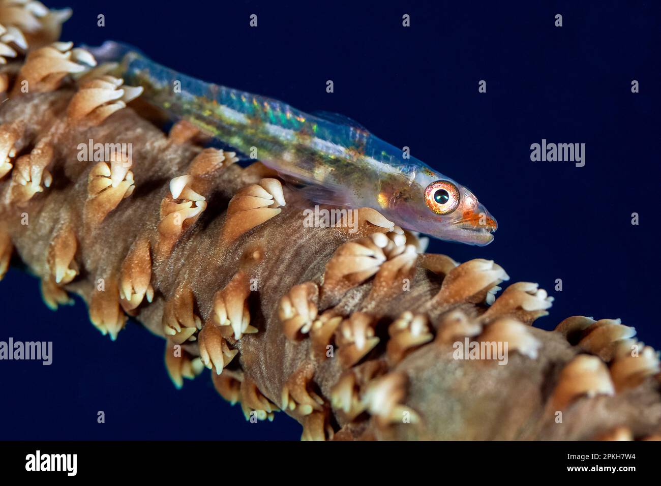 Drahtkorallengrundel, Bryaninops Yongei, auf seinem Wirtsdraht Korallen, Cirrhipathes anguina, Ticao Island, Philippinen, Südchinesisches Meer, Pazifik Stockfoto