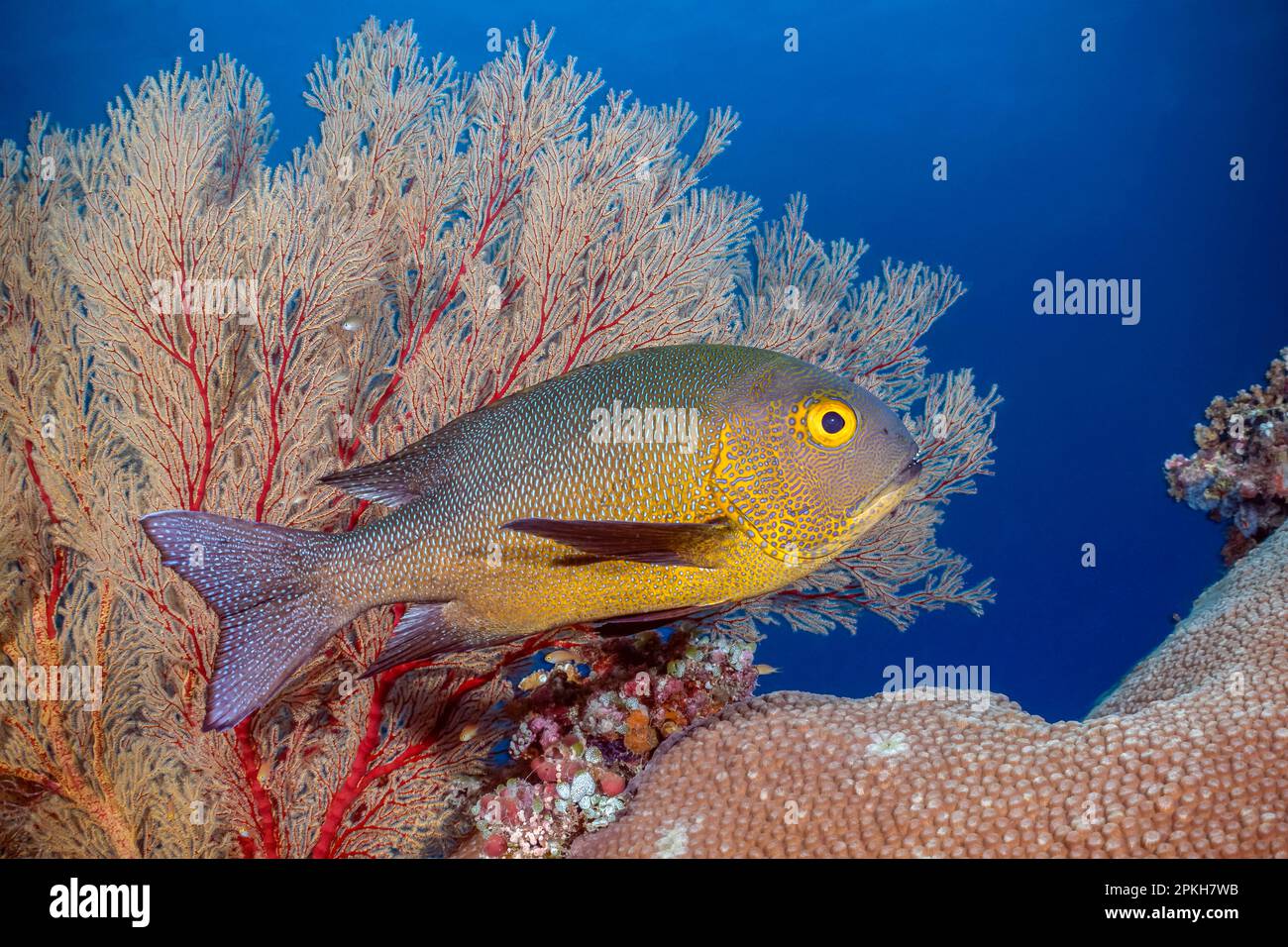 Mitternachtssnapper, Macolor macularis, Tubbataha Reef, Tubbataha Natural Park, Tubbataha Reefs Natural Park, Nationalpark, Palawan, Philippinen, Sulu S. Stockfoto