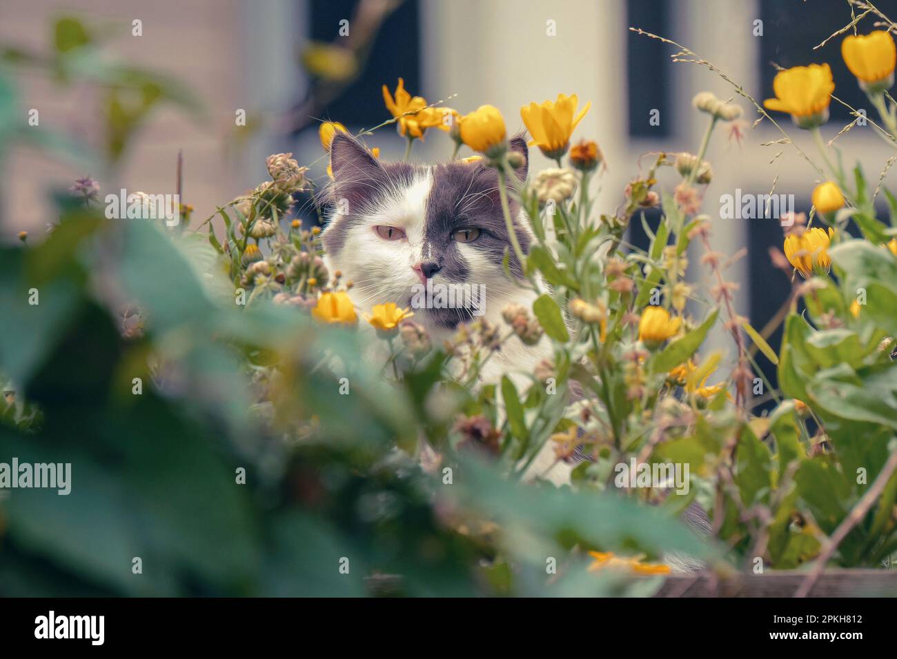 Graue und weiße, langhaarige Hauskatze mit gelben Augen, die sich in den Blumen in einem städtischen Garten verstecken. Stockfoto