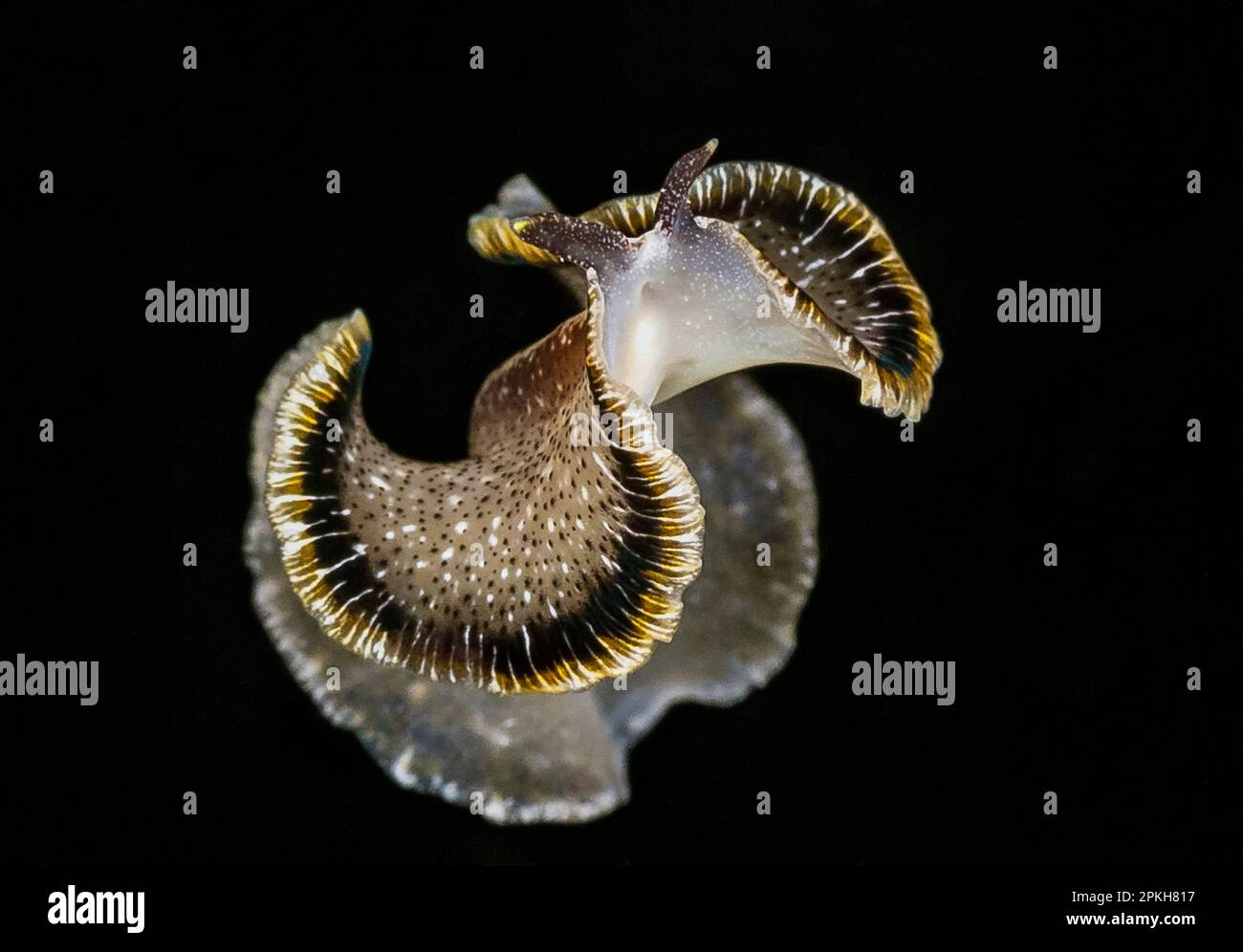 Plattwurm, Freischwimmen, Romblon, Philippinen, Pazifik Stockfoto