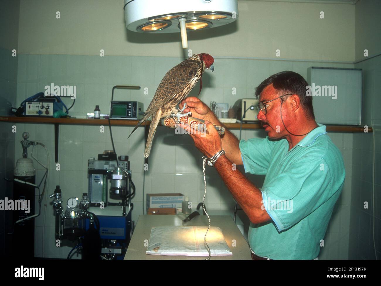 Dubai Falcon Hospital mit einem Falken und Tierarzt Stockfoto