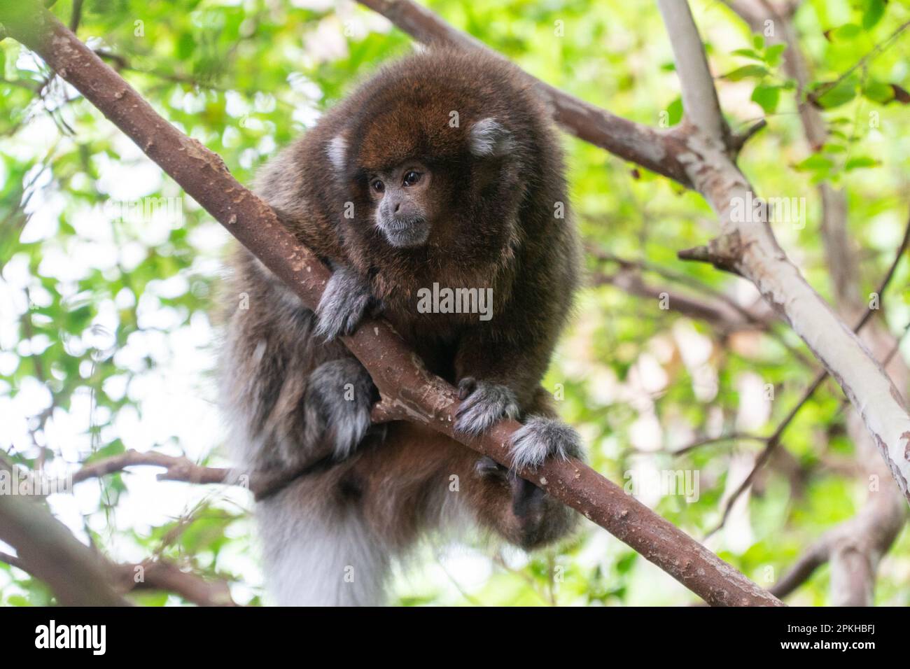 Weißohriger Titi-Affe oder bolivianischer grauer Titi-Affe, der in einem Baum sitzt Stockfoto