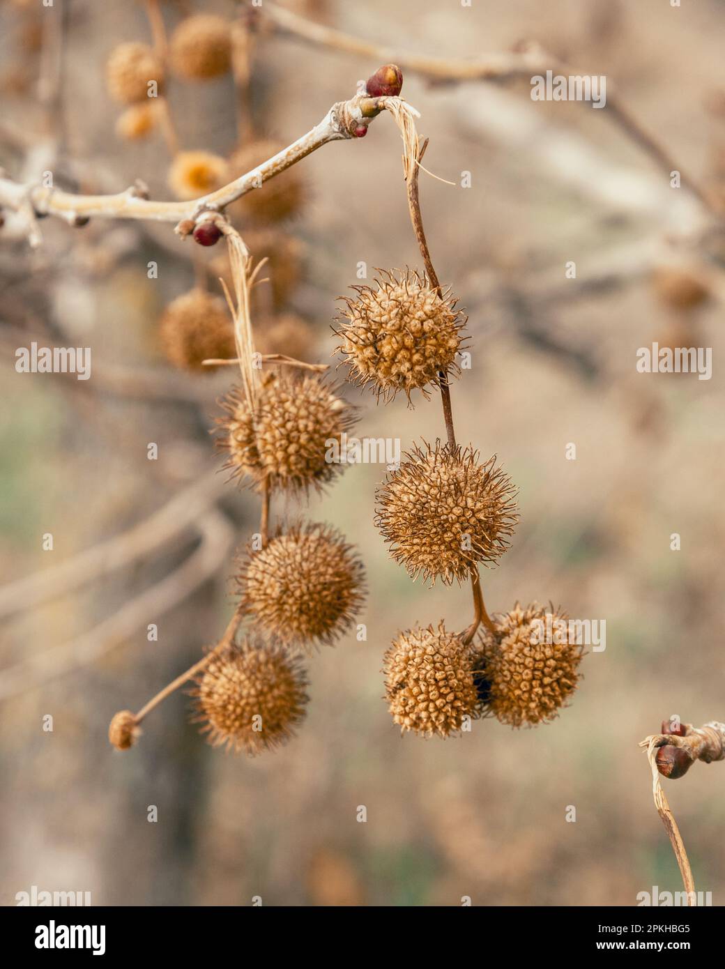 Planenobst auf den Ästen im Frühling Stockfoto