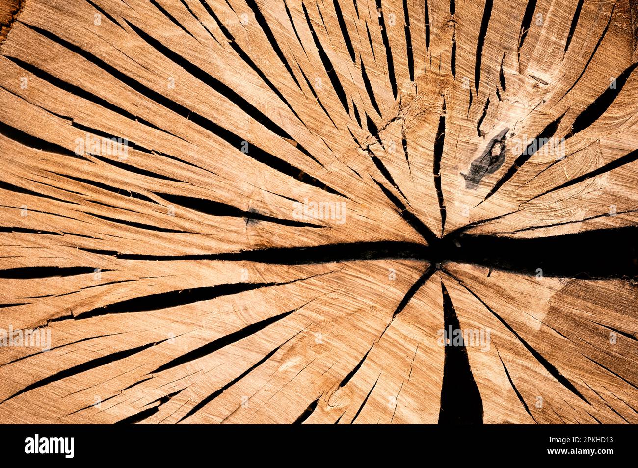 Der Hintergrund des gefällten Baumes. Alter Pflanzenstumpf. Verbranntes Stück eines Baumes. Bräunlich Rissige Holzstruktur. Oberfläche des Holzhintergrunds. Alter trockener Baum. Stockfoto