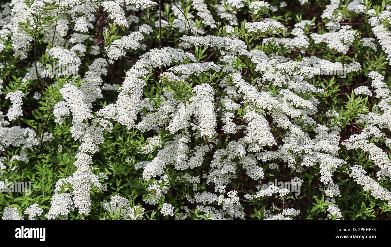 Thunberg Spirea, Spiraea thunbergii, blühender Busch. Hintergrund von weißen Blumen. Gartenkonzept Stockfoto