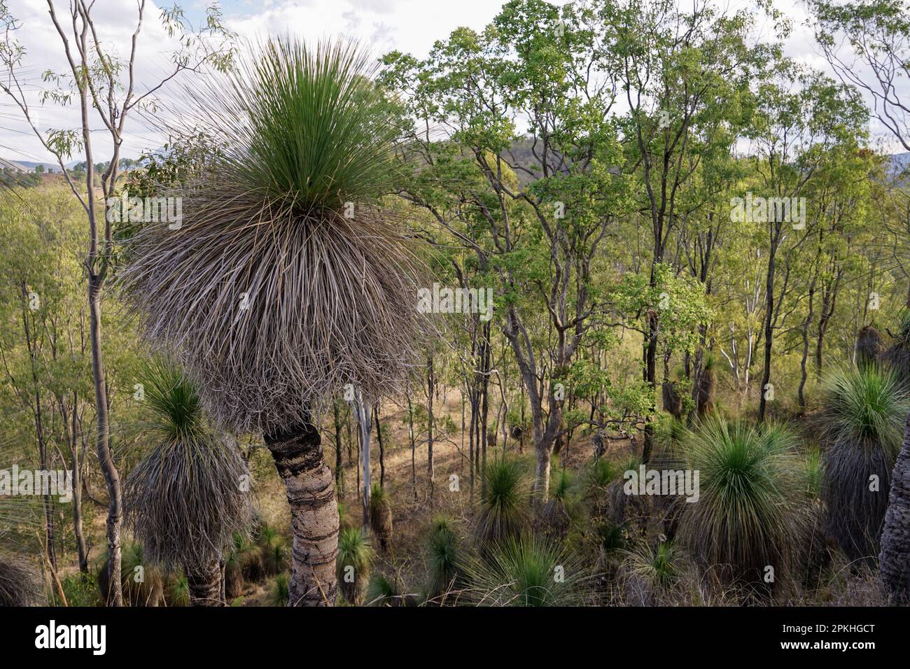 Blick auf das Buschland mit Grasbäumen im Vordergrund Stockfoto