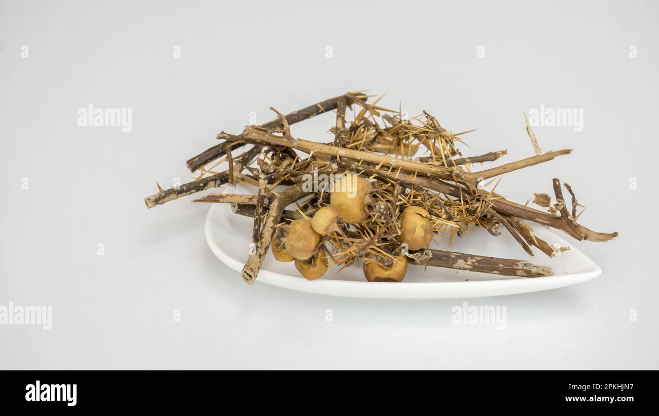 Wilde Aubergine - ayurvedische Pflanzen - Katuwel batu / Karabatu in sinhala (Solanum virginianum) Stockfoto