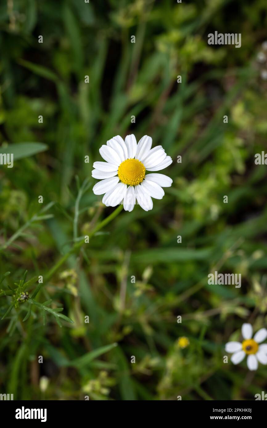 Weiße, wunderschöne Gänseblümchen auf einem grünen Grasfeld im Frühling. Kamillenblüten auf einer Wiese im Frühling. Selektiver Fokus. Nahaufnahme von wunderschönen Gänseblümchen i Stockfoto