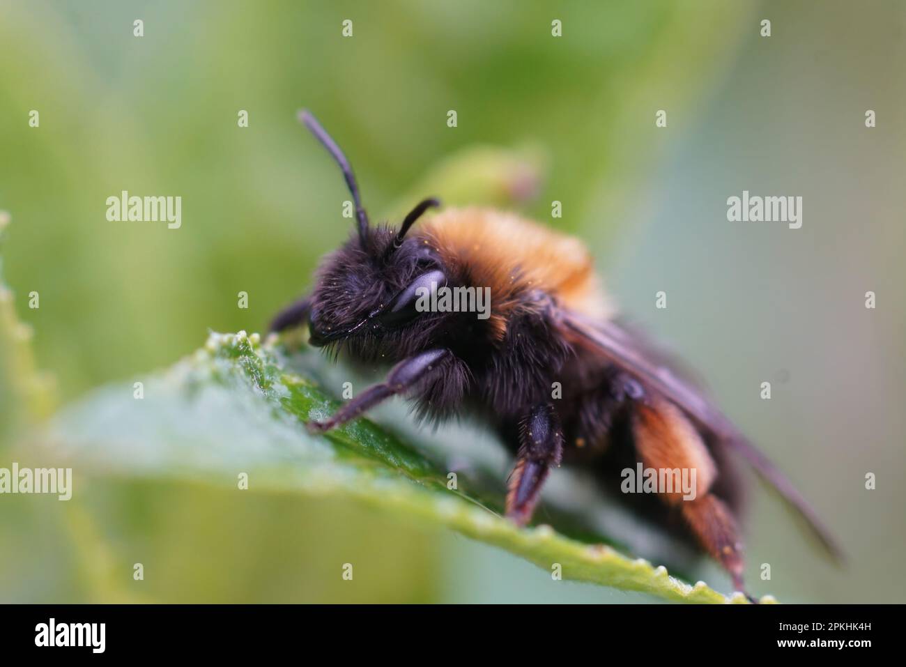 Detaillierte Nahaufnahme einer weiblichen Clarkes Bergbaubiene, Andrena Clarkella, die auf einem grünen Blatt sitzt Stockfoto