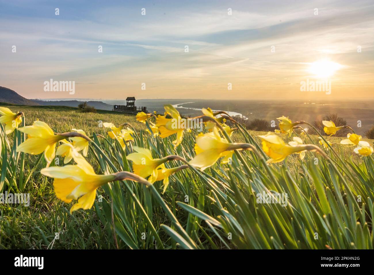 Hainburg an der Donau: Blume Gelbe Narzisse (Arcissus pseudonarcissus, Wild Narzodil oder Lent Lilie) auf dem Braunsberg, Donau (Donau) in Donau; Stockfoto