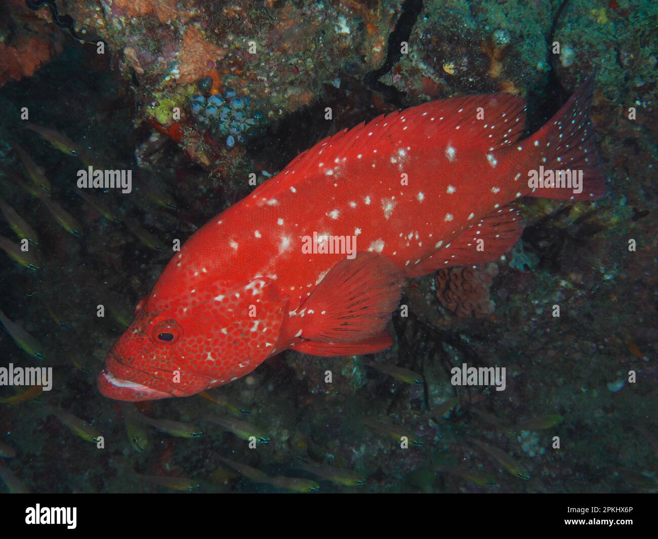 Tomatenhinde (Cephalopholis sonnerati), Tauchplatz im Sodwana Bay Nationalpark, Maputaland Marine Reserve, KwaZulu Natal, Südafrika Stockfoto