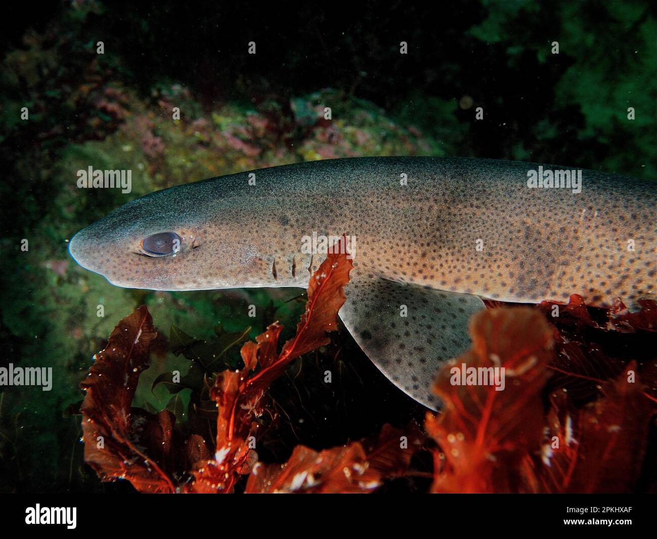 Katzenhai (Scyliorhinus canicula), Dingle Peninsula Dive Site, Co Kerry, Irische See, Nordatlantik, Irland Stockfoto