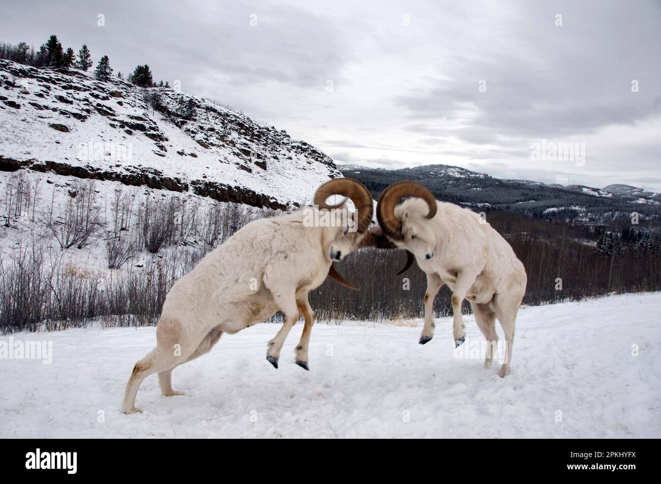 Dall-Schafe (Ovis dalli) zwei ausgewachsene männliche Dall-Schafe, kämpfen und schlagen Köpfe, im Schnee, Yukon, Kanada Stockfoto