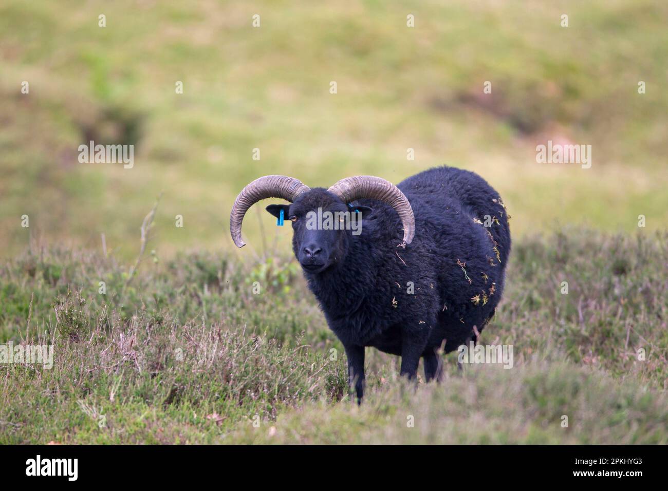 Hausschafe, Hebriden, ausgewachsen, im Heideland stehend, für Erhaltungsmanagement verwendet, Sutton Common, Sandlings, Suffolk, England, Vereinigtes Königreich Stockfoto