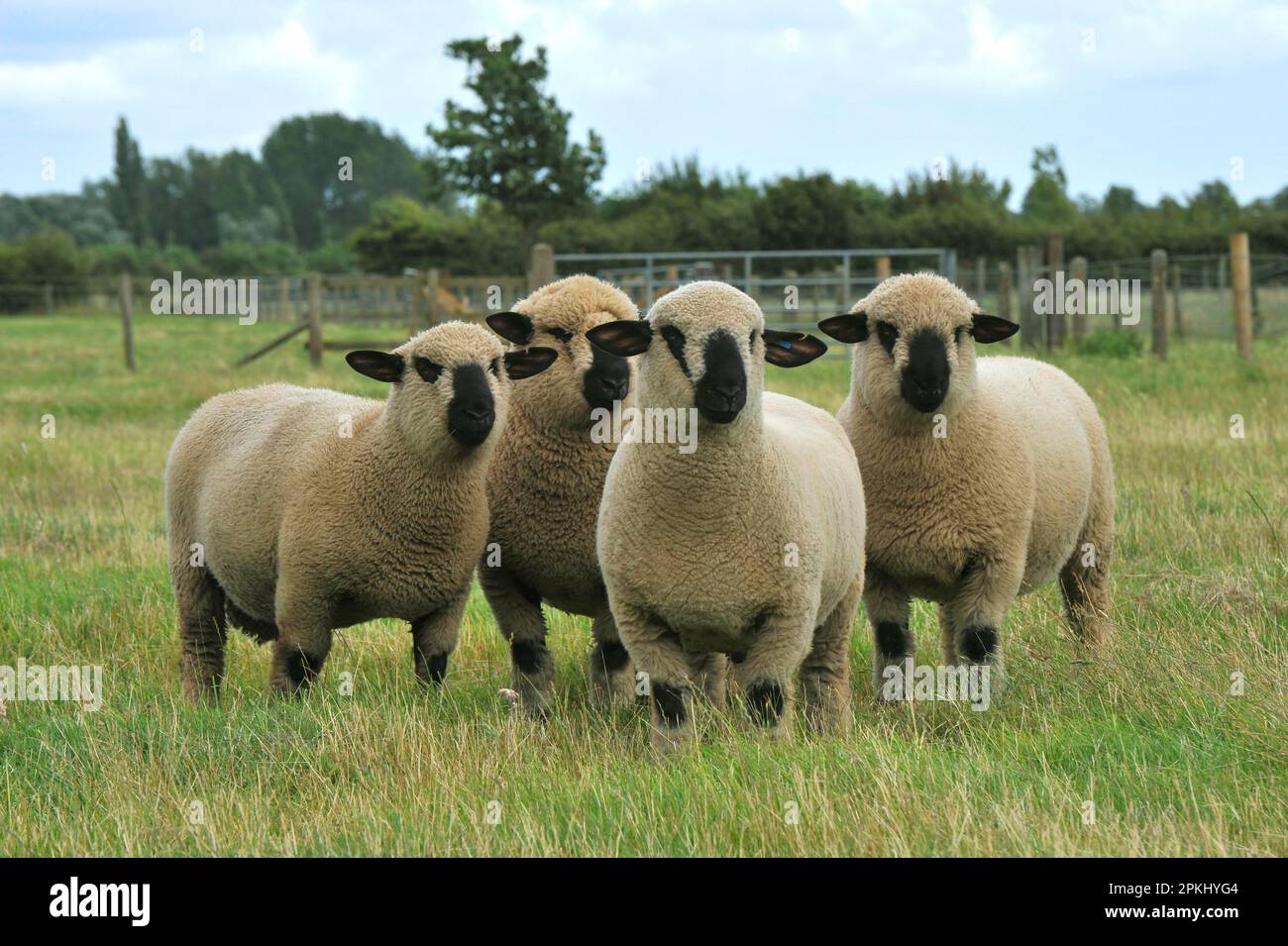 Hausschafe, Hampshire Down Sheearling Ramms, vier auf der Weide stehend, England, Großbritannien Stockfoto