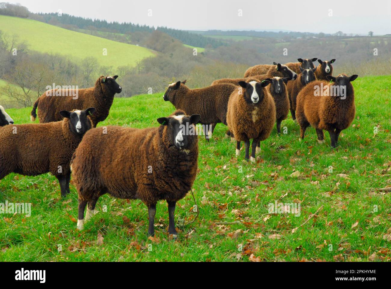 Hausschafe, Zwartbles-Mutterschafe, auf Weide stehende Herde, England, Vereinigtes Königreich Stockfoto