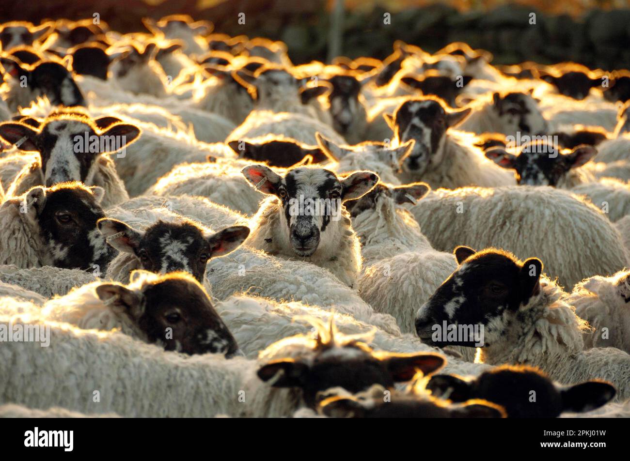 Hausschafe, maultierherde, versammelt, bereit für den Transport, Rooten Brook Farm, Quernmore, Lancaster, Lancashire, England, Vereinigtes Königreich Stockfoto