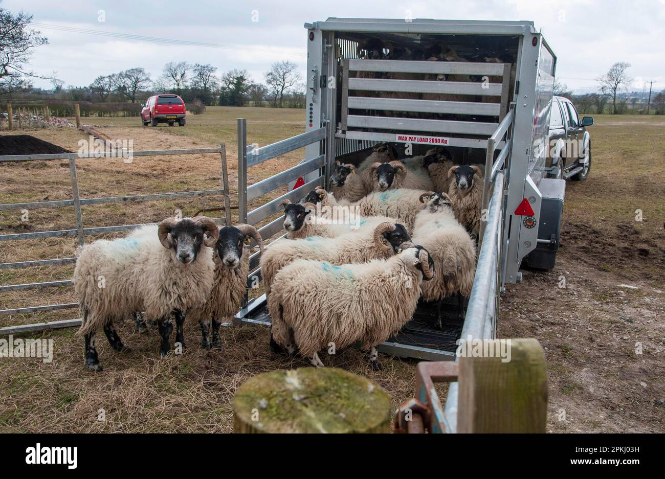 Schafzucht, verladen schottischer Blackface-Mutterschafe auf Viehtransporter, Grimsargh, Lancashire, England, Vereinigtes Königreich Stockfoto