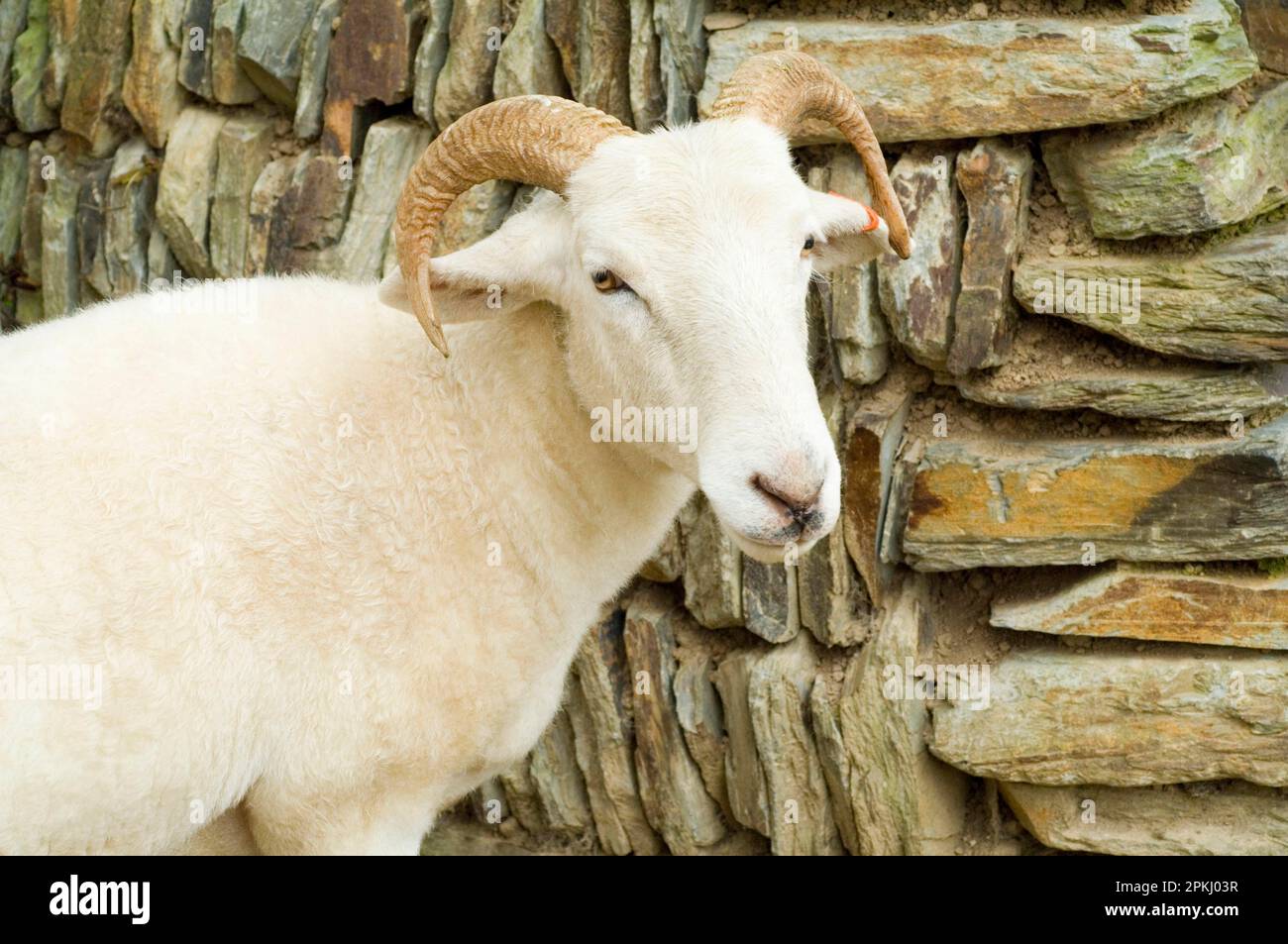 Einheimische Schafe, Wiltshire Horn neben der Trockenmauer, North Yorkshire, England, Großbritannien Stockfoto