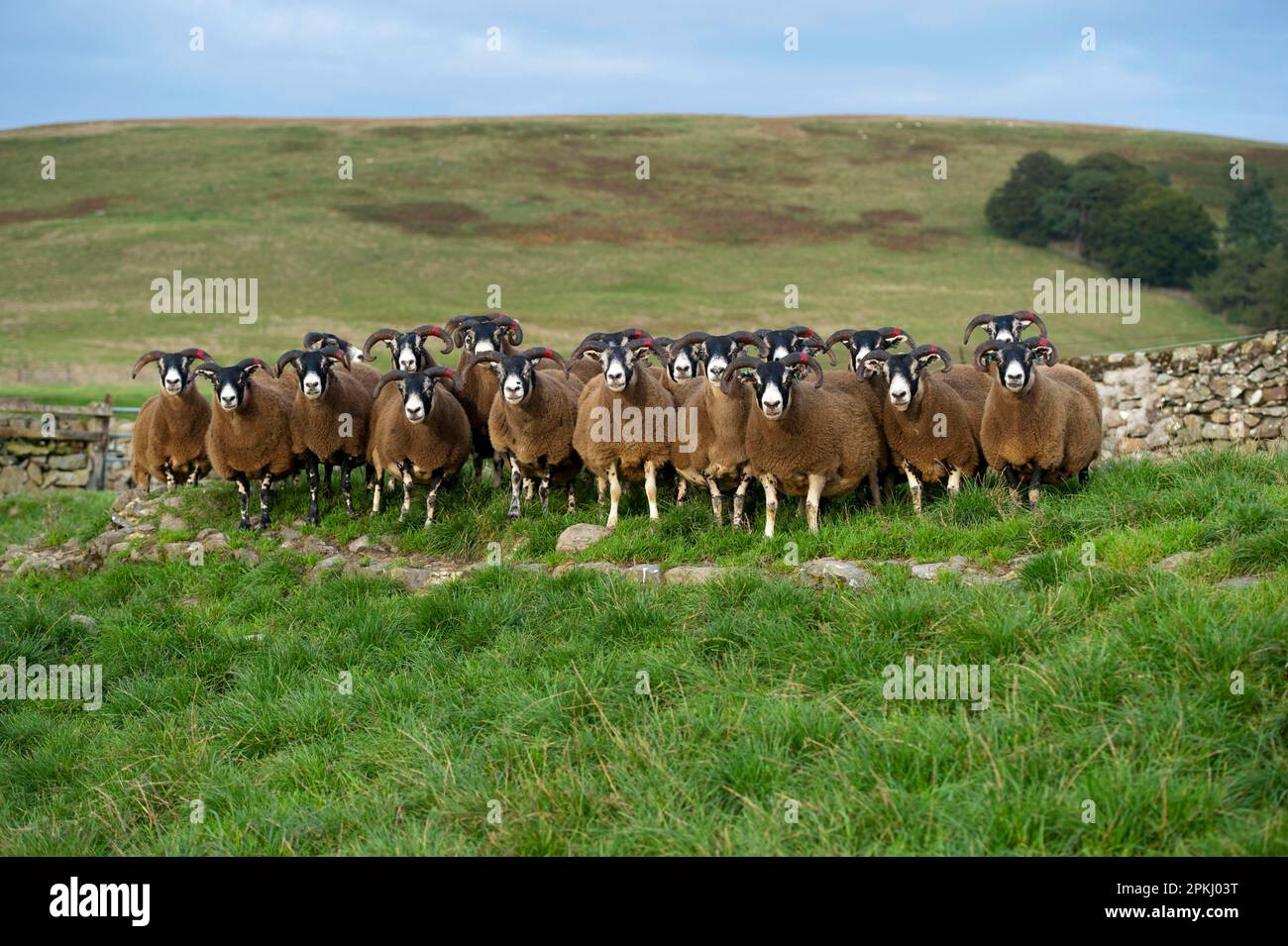Hausschafe, schottische Schwarzmaskenschafe, Herde auf Moorland, Lanarkshire, Central Lowlands, Schottland, Vereinigtes Königreich Stockfoto