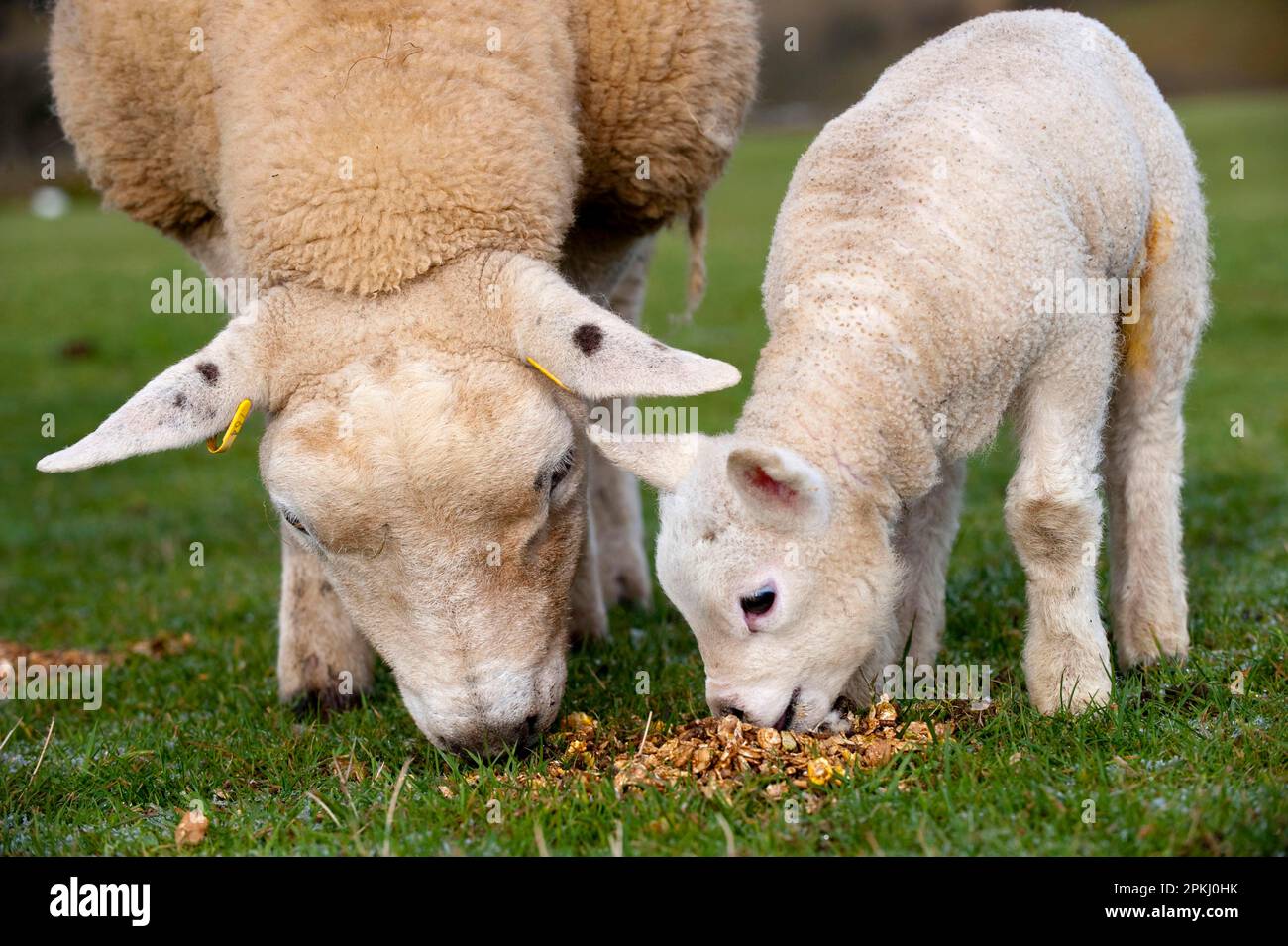 Hausschafe, Texelschaf und Lammfleisch, Fütterung von Konzentraten im Gelände, Cumbria, England, Vereinigtes Königreich Stockfoto