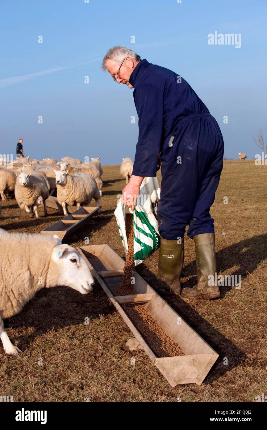 Schafhaltung, Landwirt, der walisische Mutterschafe aus Säcke füttert, England, Vereinigtes Königreich Stockfoto