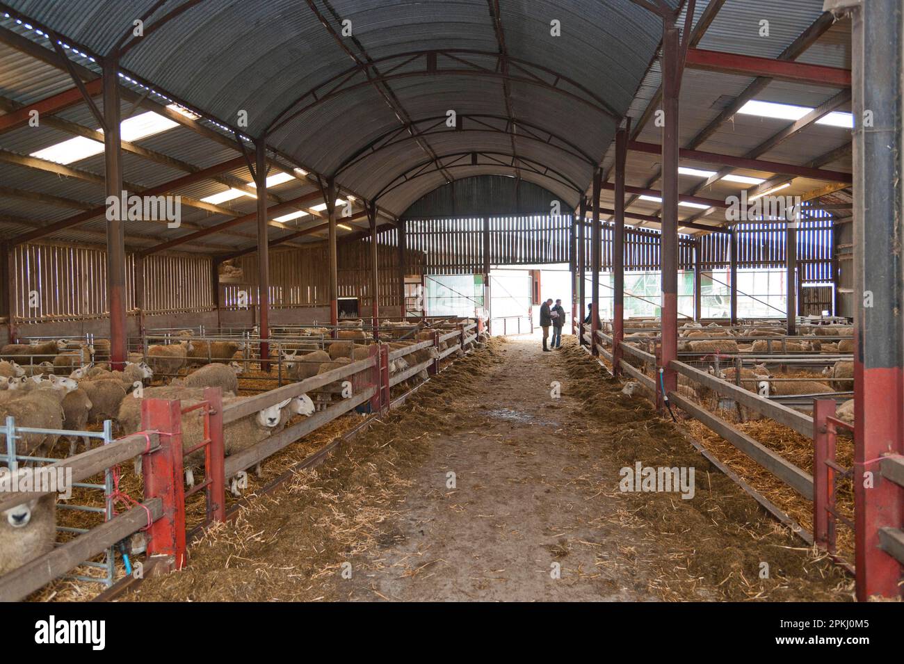 Schafzucht, Texel-Kreuzmuli-Mutterschafe, Herde in Lammschuppen, Welshpool, Powys, Wales, Vereinigtes Königreich Stockfoto